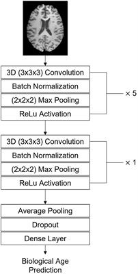 Analysis and visualization of the effect of multiple sclerosis on biological brain age